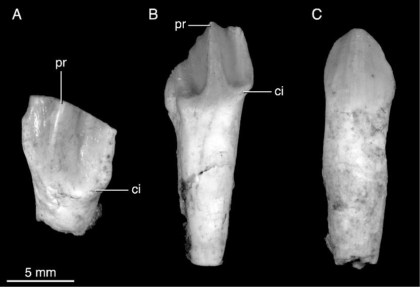 2006 MAKOVICKY AND NORELL: NEW MONGOLIAN NEOCERATOPSIAN 23 Fig. 15. Isolated teeth from the referred specimen of Yamaceratops dorngobiensis (IGM 100/1303). A: Larger cheek tooth in nonocclusal view.