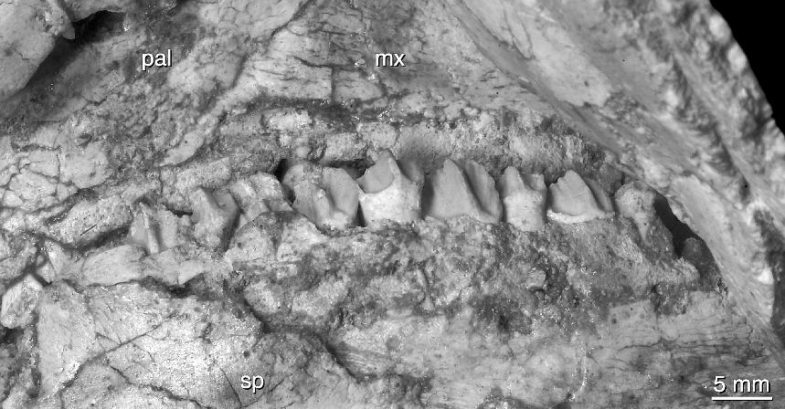 24 AMERICAN MUSEUM NOVITATES NO. 3530 Fig. 16. Left dentary tooth row of the holotype specimen of Yamaceratops dorngobiensis (IGM 100/ 1315). Abbreviations are listed in appendix 3.