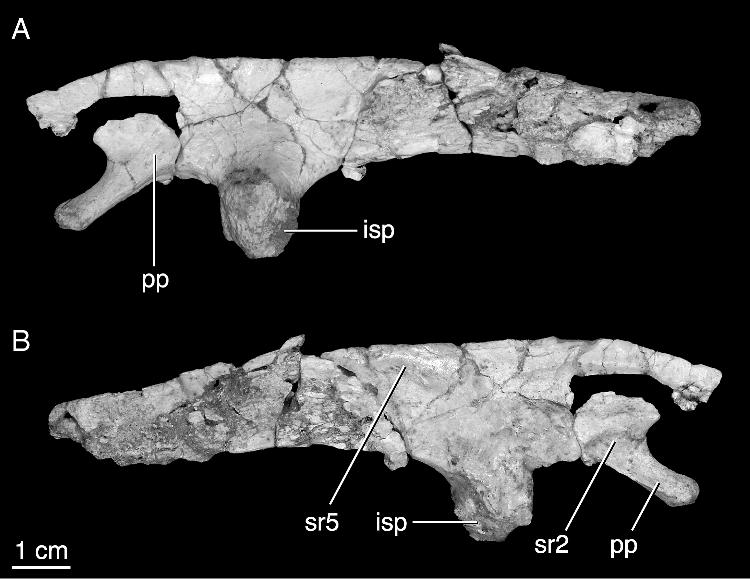 26 AMERICAN MUSEUM NOVITATES NO. 3530 Fig. 18. Left ilium of the referred specimen of Yamaceratops dorngobiensis (IGM 100/1303) in lateral (A) and medial (B) views.