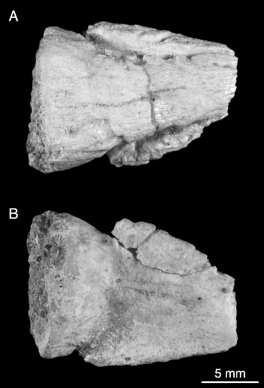 2006 MAKOVICKY AND NORELL: NEW MONGOLIAN NEOCERATOPSIAN 27 Fig. 19. Pedal ungual of the referred specimen of Yamaceratops dorngobiensis (IGM 100/1303) in dorsal (A) and ventral (B) views.