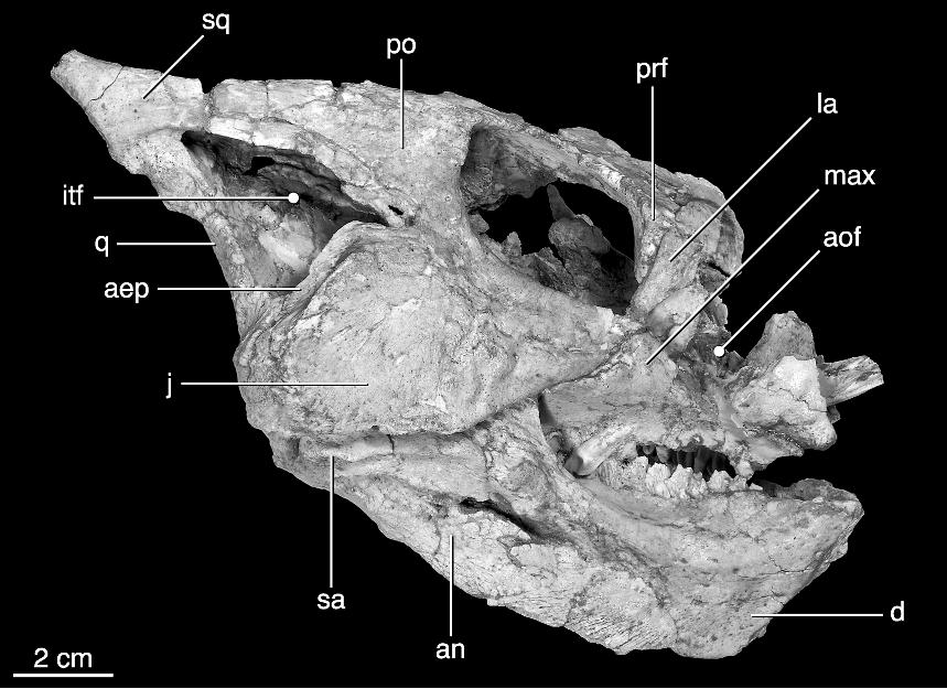 4 AMERICAN MUSEUM NOVITATES NO. 3530 Fig. 1. Left lateral view of the holotype skull of Yamaceratops dorngobiensis (IGM 100/1315). Abbreviations are explained in appendix 3.
