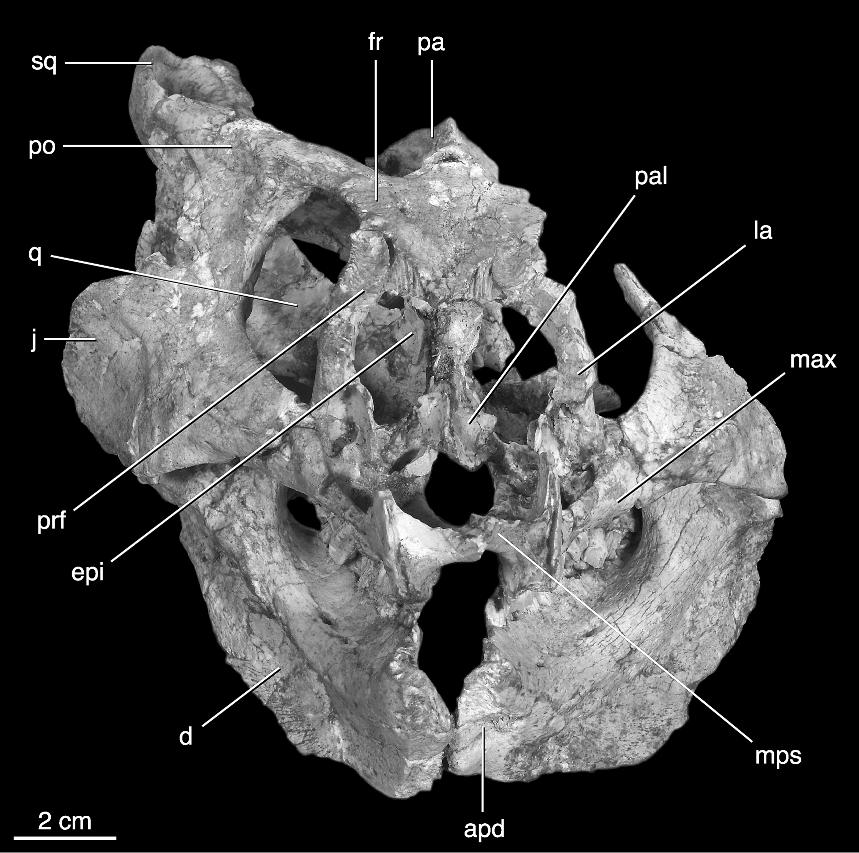 2006 MAKOVICKY AND NORELL: NEW MONGOLIAN NEOCERATOPSIAN 5 Fig. 2. Rostral view of the holotype skull of Yamaceratops dorngobiensis (IGM 100/1315). Abbreviations are listed in appendix 3.