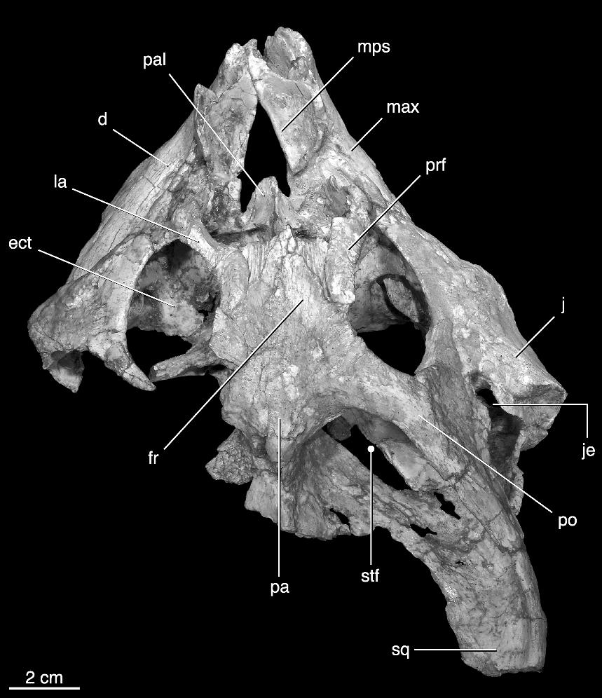 6 AMERICAN MUSEUM NOVITATES NO. 3530 Fig. 3. Dorsal view of the holotype skull of Yamaceratops dorngobiensis (IGM 100/1315). Abbreviations are listed in appendix 3.
