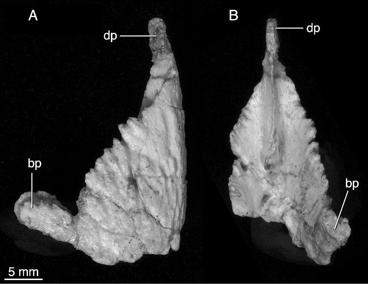 2006 MAKOVICKY AND NORELL: NEW MONGOLIAN NEOCERATOPSIAN 7 Fig. 4. Rostral bone of the referred specimen of Yamaceratops dorngobiensis (IGM 100/1303) in lateral (A) and internal (B) views.