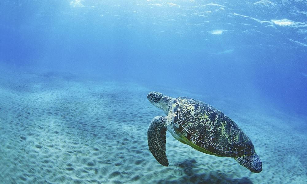 Sea turtles have inhabited the Earth s oceans for the last 100 million years.