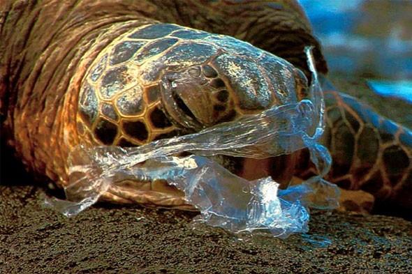 A new study conducted by the University of Queensland and published in the journal Conservation Biology shows that green turtles are significantly more likely to swallow plastic today than they were