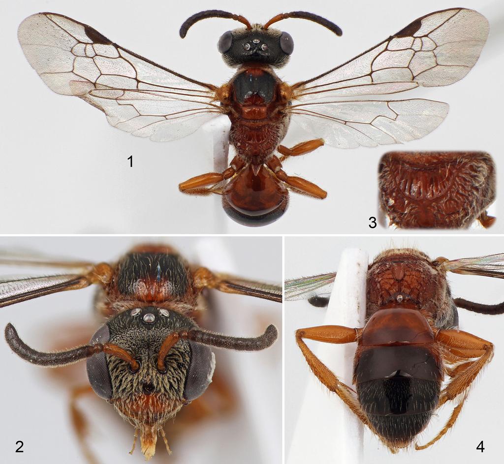 6 Journal of Melittology No. 24 Figures 1 4. Photomicrographs of holotype female of Microsphecodes (Microsphecodes) stenochorus, new species, from Abujao, Ucayali, Peru. 1. Dorsal habitus. 2. Facial view.