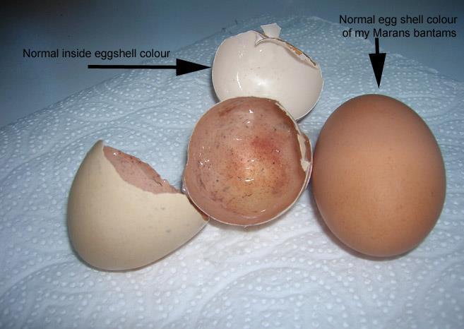 INSIDE - OUT EGG By: Elly Vogelaar I have always understood that brown eggs are supposed to be white inside. The brown pigment is deposited on the outside of the white eggshell.
