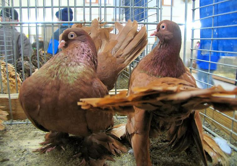 ROSTOV TUMBLER This pigeon breed originated in Russia, in the Volga-Don area and is named after the city of Rostov.