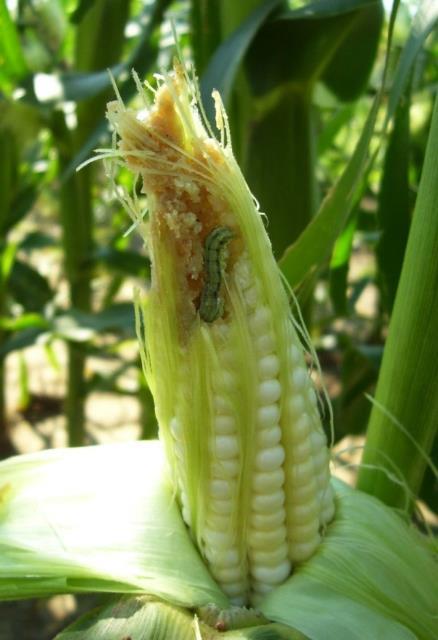 Corn Earworm Pest of sweet corn, seed corn, tomato and other crops Two
