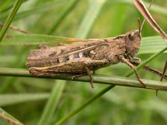 n) Colour and camouflage I6 Look out for these insects on your visit to Chilston Pines and Ponds or Bull Heath.