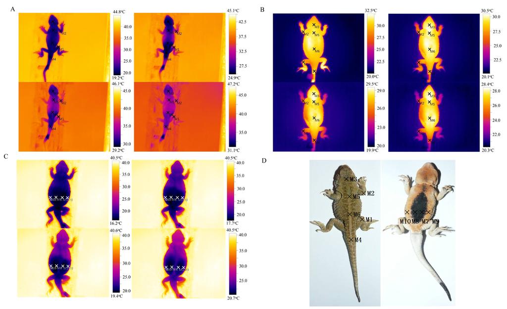 212 Asian Herpetological Research Vol. 7 Figure 1 Temperature monitoring sites selection. A: Heating sites used on limbs and torsos. B: Cooling sites used on limbs and torsos.