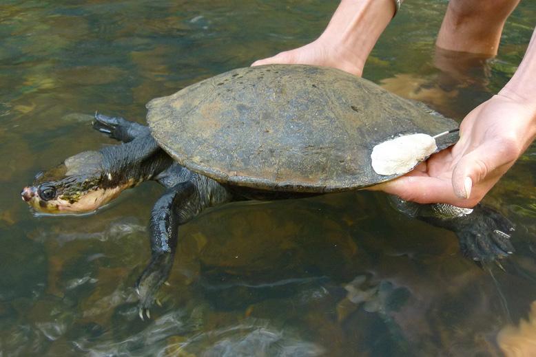 Freeman et al. Radiotracking Johnstone River Turtles in Queensland, Australia. Table 1.