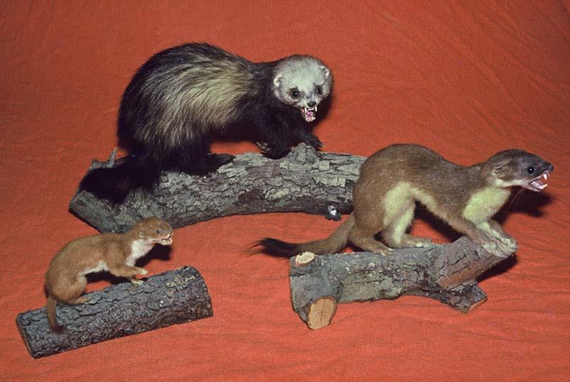 Mustelid facts: Weasels are the smallest mustelids and ferrets are the biggest Stoats are the number one enemy of our native birds because they kill so many of them In Te Reo Māori stoats are known