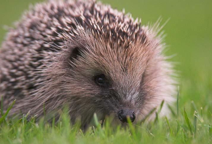 Why did people bring hedgehogs to New Zealand? Hedgehogs were brought here by early settlers to help to make them feel more at home.