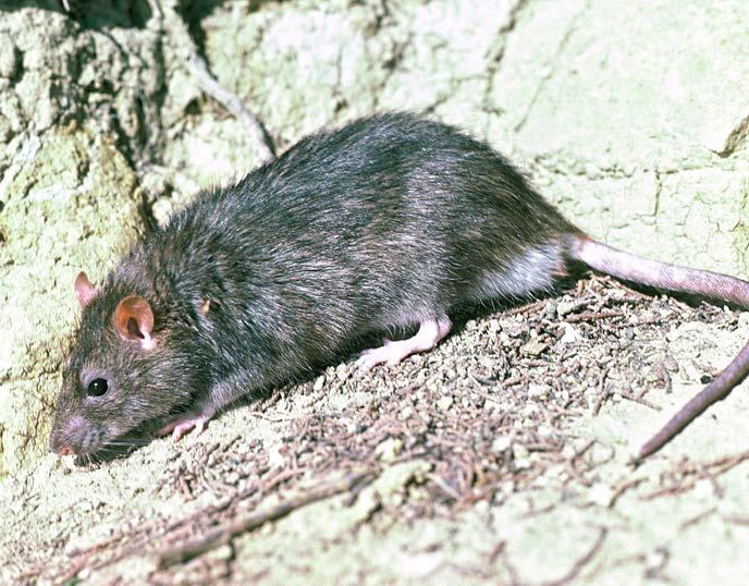 Norway rats Norway rats are the largest rats in New Zealand.