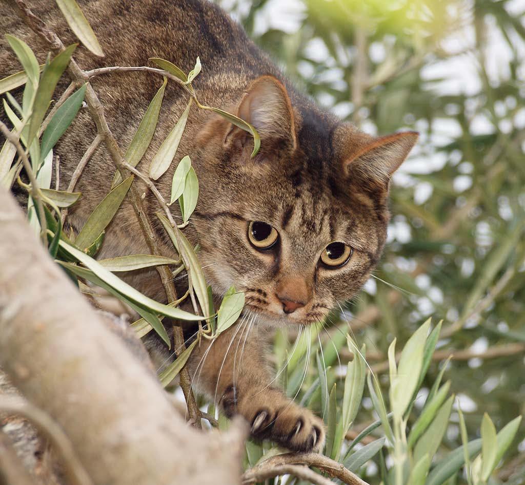 Cats: are they pests? Cats are large predators compared to most of our New Zealand native birds.