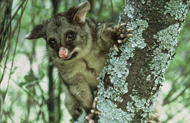 Why possums are pests in NZ Possums eat mainly leaves (most often from our native trees).