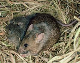 They live in almost every area of New Zealand. Why mice are pests Mouse facts: Mice eat some native species as well as the foods they Mice will eat just about eat.