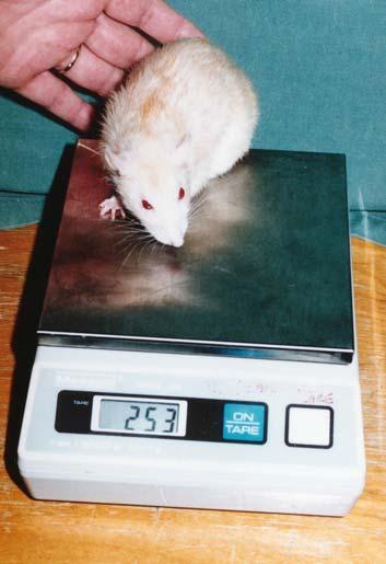 handled animals may be placed directly onto the scales.