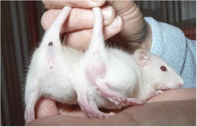 Only females have nipples and these are evident at about ten days of age. Young mice and rats are referred to as pups.