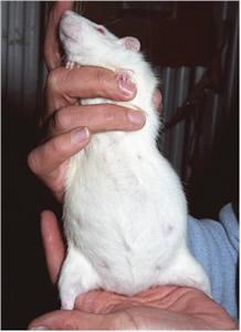 Great care must be taken to support the body weight of rats, particularly pregnant individuals such as this one in the photo.