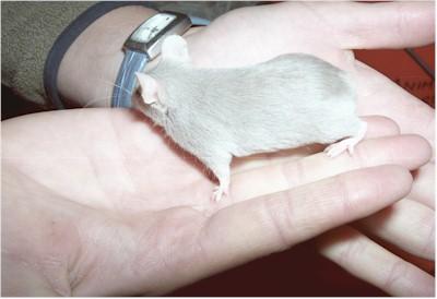 Handling mice When handling mice, use the forefingers and grasp the base of the tail firmly.
