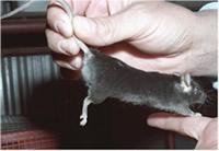 The skin on the tail of rats and mice is very sensitive and great care must be taken to avoid damage to this area.
