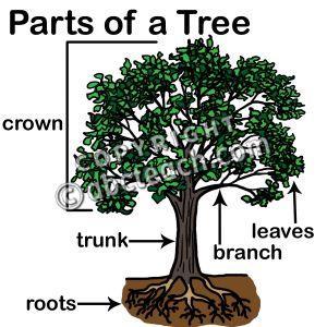 10 Roots: hold the tree in the ground, drink water for the tree Trunk or stem: like our backbone, helps the tree to stand straight and tall and transports its water and food to/from the leaves