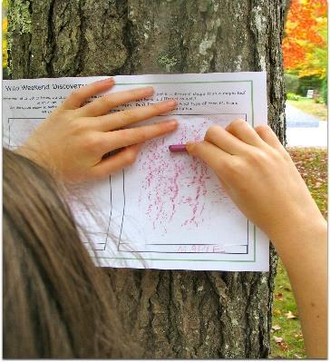 each child. Show them how to use it to examine the bark and leaves of the tree. Then give each child a half sheet of light construction paper to make a bark rubbing.