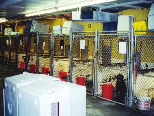 568 CE Dermatophytosis: Decontaminating Multianimal Facilities Figure 1. Animal shelters with excessive storage close to possibly infected animals.
