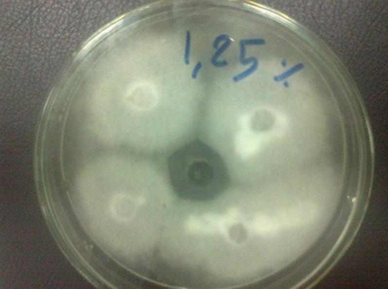 5% with zone of inhibition 32 mm Figure 4: Trichophyton verrucosum growth on sabaroude dextrose agar DISSCUSSION Dermatophytosis is one of the economically important fungal disease of animals and has