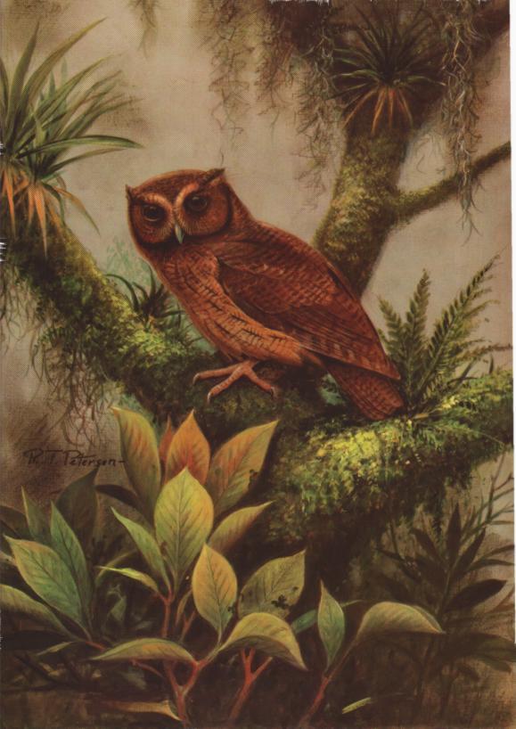 Cinnamon Screech-Owl, Otus petersoni, a new species from the eastern Andean