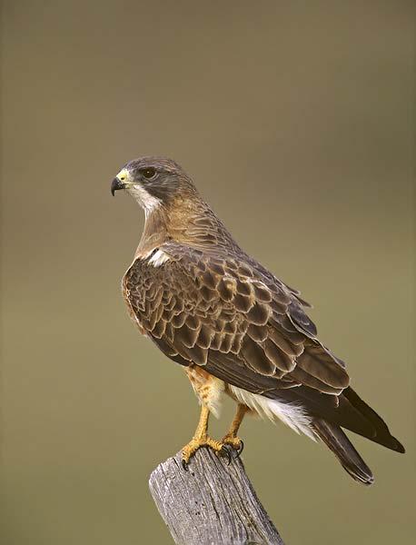 Swainson s Hawk Buteo swainsonii Like other Buteo species, is relatively stout-bodied Very