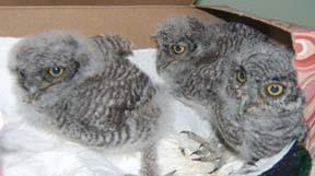 Western Screech-Owl Demographics Population estimates are <750,00 worldwide and <100,000 within New Mexico Population declines noted