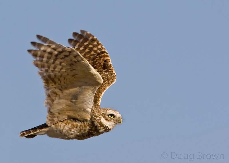 Burrowing Owl Demographics Population estimated at 5.3 million worldwide U.S. and Canada ~ 2 million New Mexico >42,000 individuals Density varies from 0.