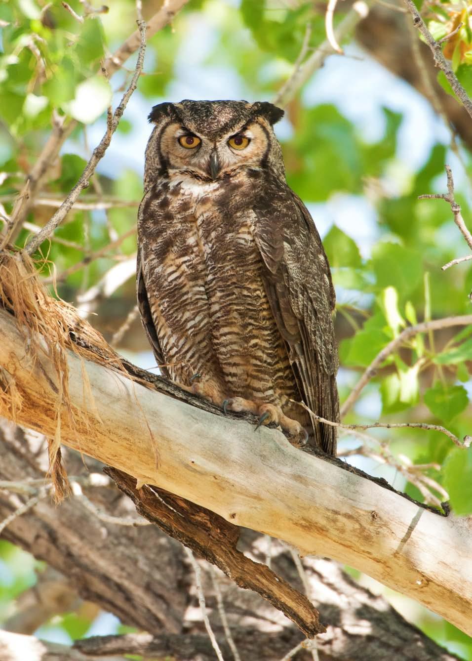 Owl -
