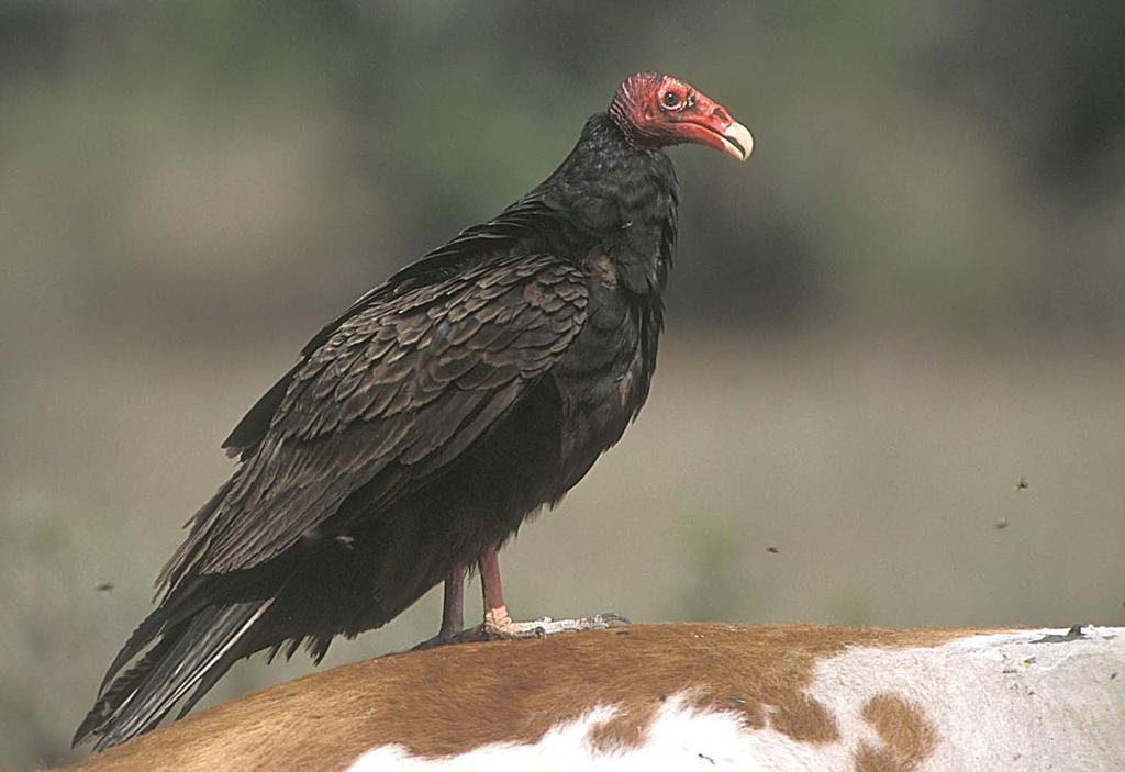 Turkey Vulture Natural History Opportunistic carrion feeder Breeds