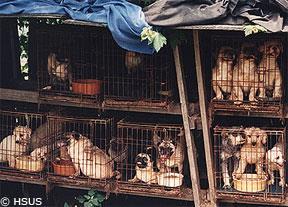 10. A loving family whose landlord says pets are not allowed. 8 What Is A Puppy Mill? Imagine a dog being forced to live in a small wire cage for most of her life.