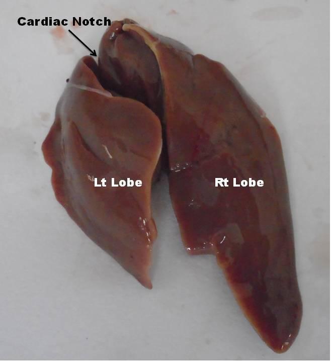 Fig. 6: Gross photograph of Liver of Frizzled feather