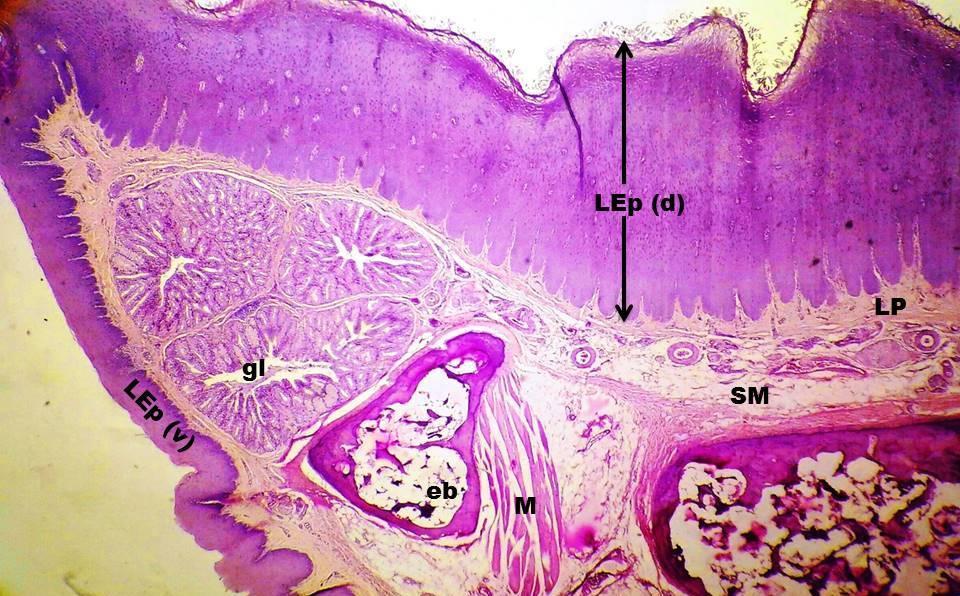 Fig. 8: Cross section of Tongue of Frizzled Feather. H. & E. Staining. 4X.