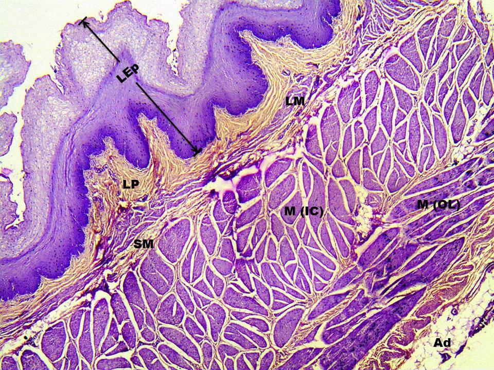 Fig. 10: Cross section of Crop of Frizzled Feather. H. & E. Staining. 10X.