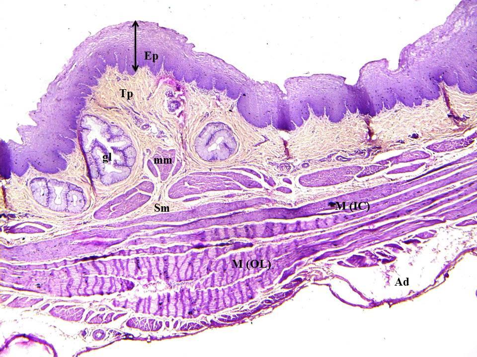 IC- Inner Circular; Ad- Adventitia Fig. 11: Cross section of Thoracic esophagus of Frizzled Feather. H. & E.