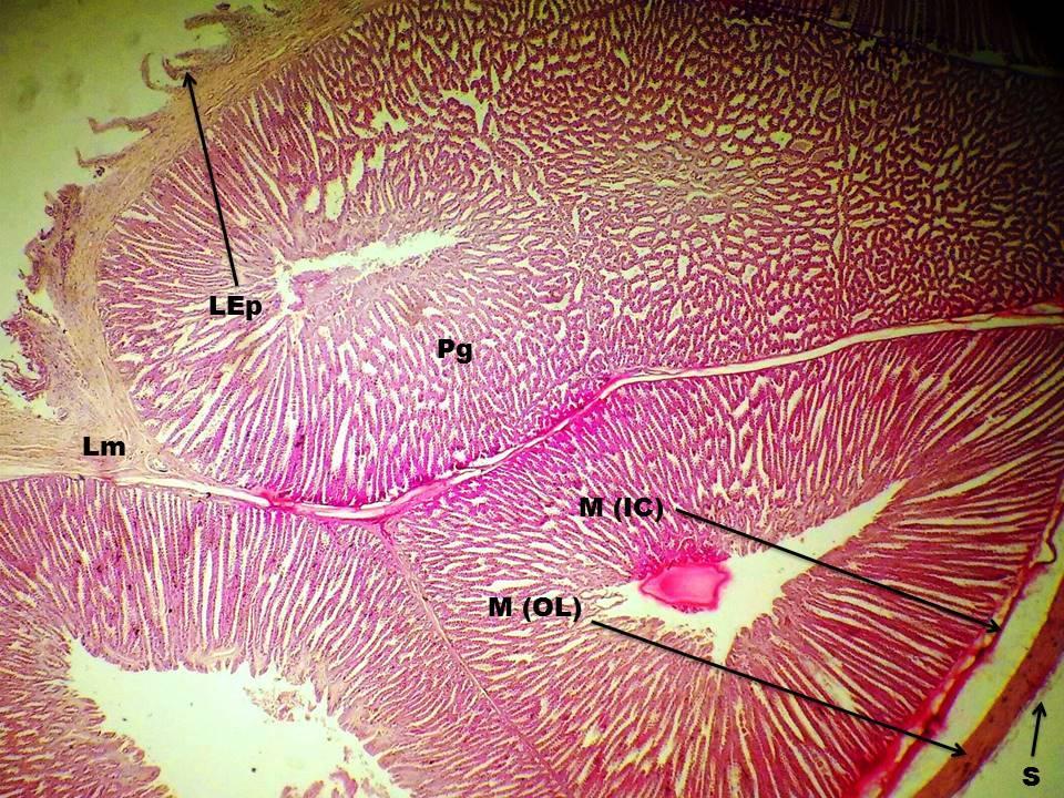 Fig. 12: Cross section of Proventriculus of Naked Neck. H. & E. Staining. 4X.