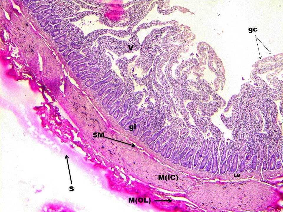 Fig. 14: Cross section of Duodenum of Naked Neck. H. & E. Staining. 10X.