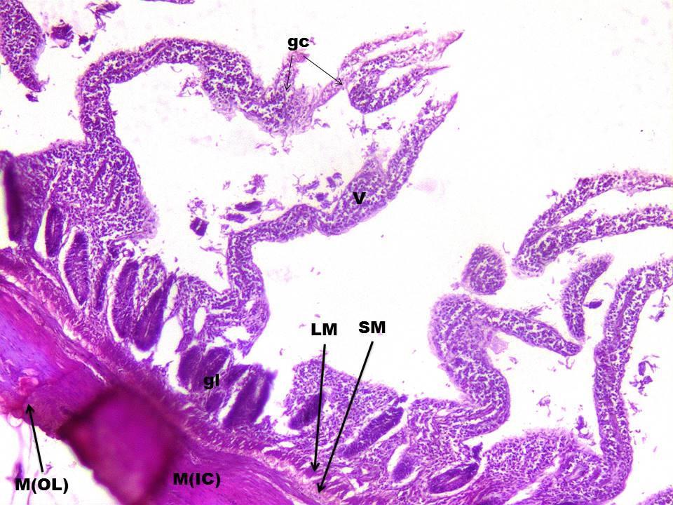 Circular; S- Serosa Fig. 15: Cross section of Jejunum of Frizzled Feather. H. & E. Staining. 10X.