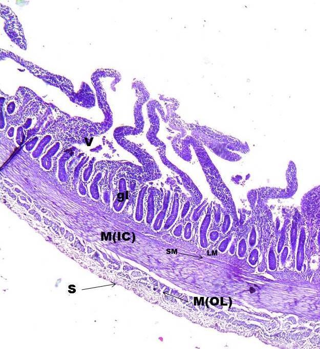 Fig.16: Cross section of Ileum of Frizzled Feather. H. & E. Staining. 10X.