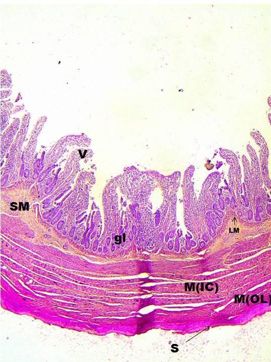 Fig. 18: Cross section of Colo-rectum of Naked Neck. H. & E. Staining. 10X.