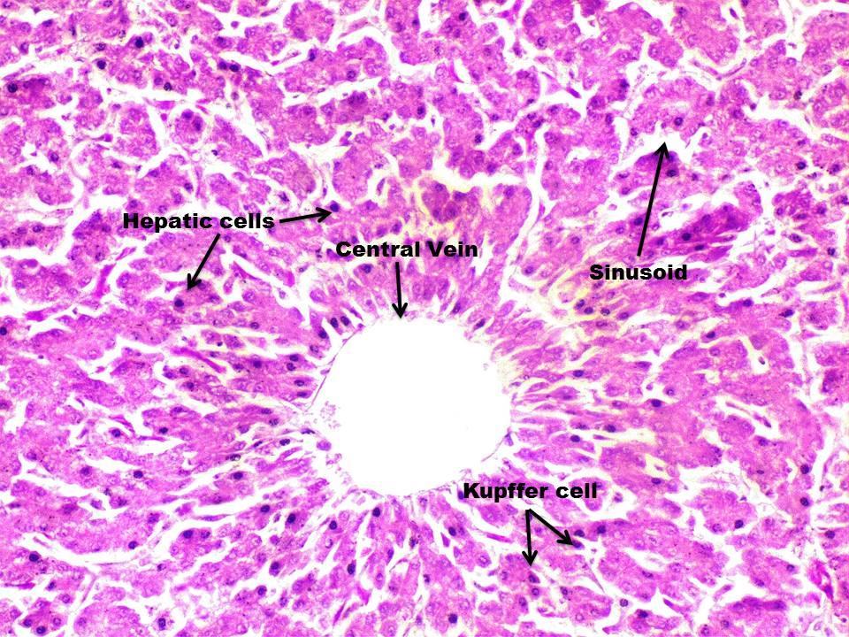 Fig. 19: Section of Liver of Frizzled Feather showing Central