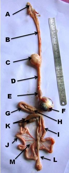 Fig. 1: Gross photograph of Digestive tract of Frizzled feather showing: A. Tongue, B. Cervical esophagus, C. Crop, D.